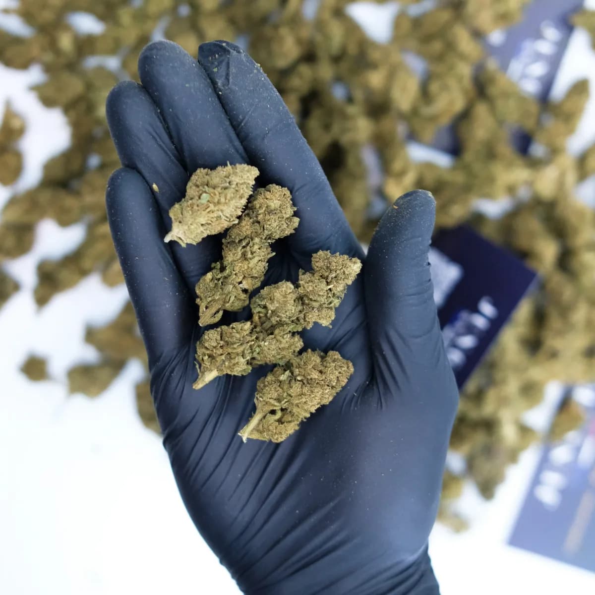 Fleur de CBD  Bubba-Kush bio( greenhouse)