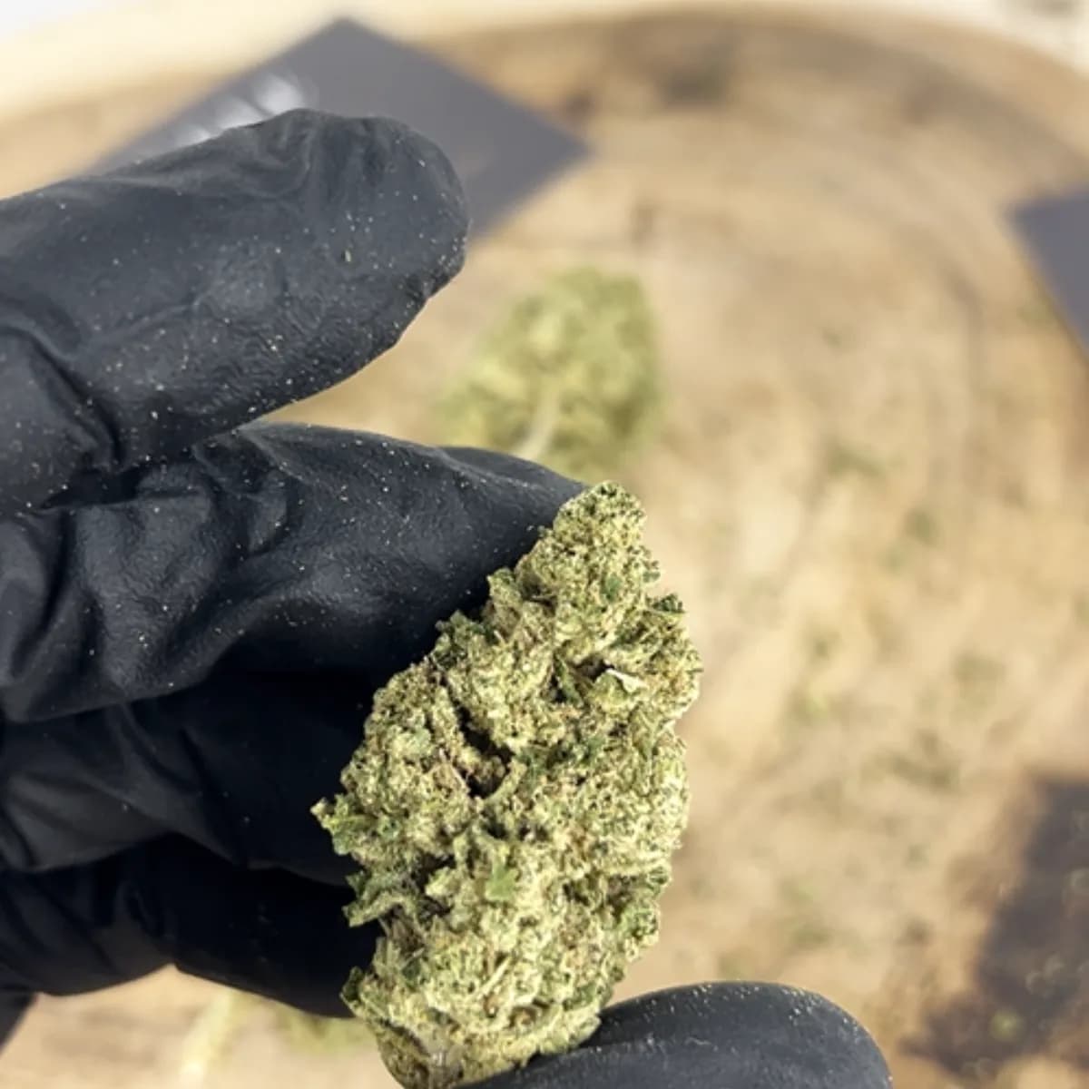 Cherry x Banana – USA – GlassHouse Premium | CBD <18% |