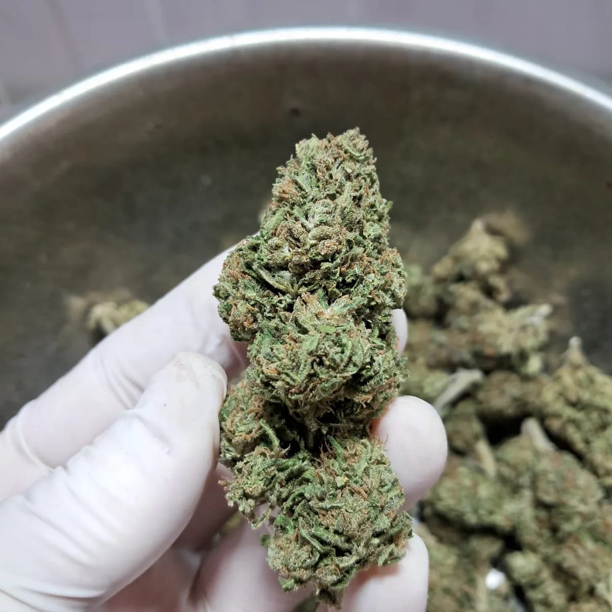 Girl Scoot Cookies
