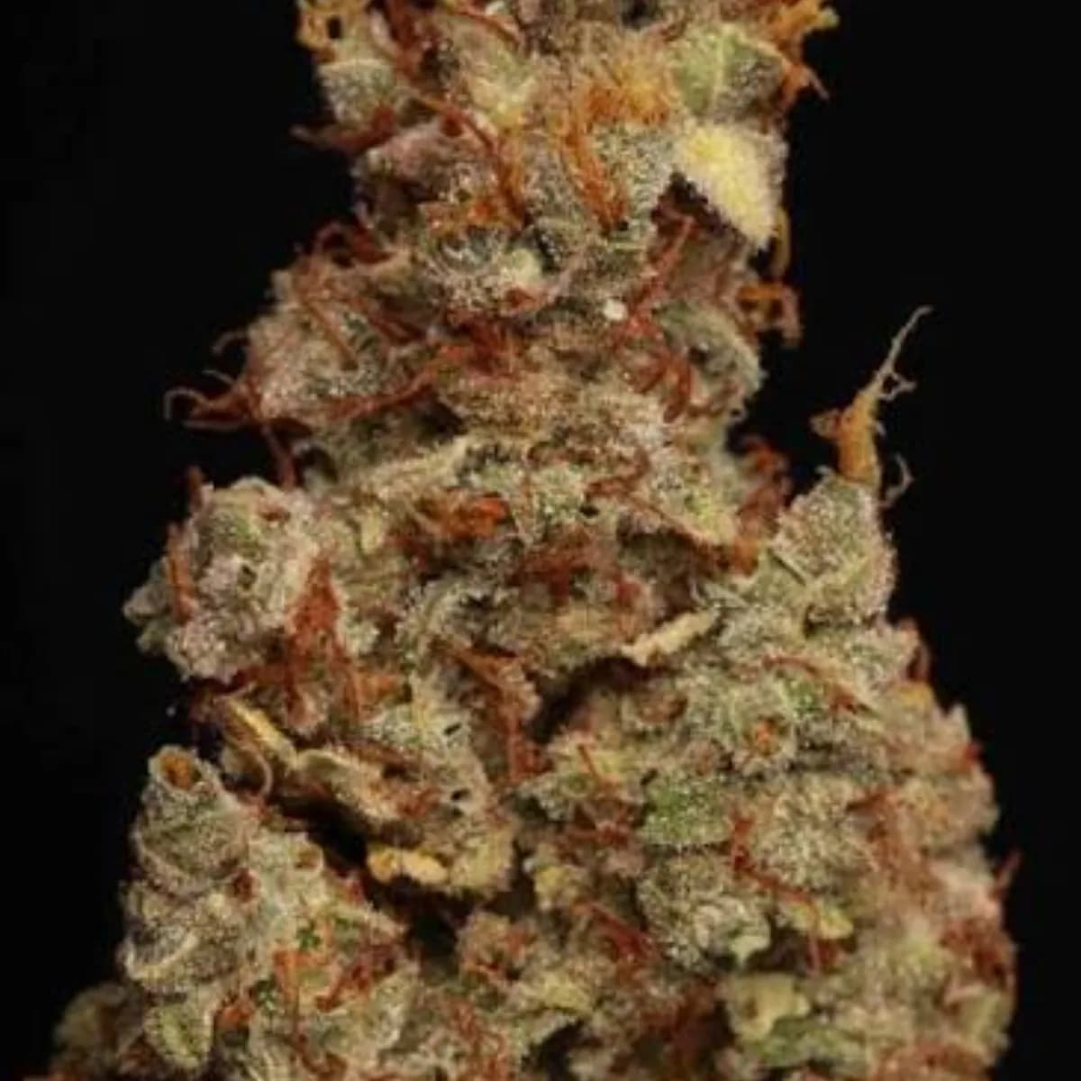Girl Scoot Cookies